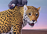 Ladycat Love